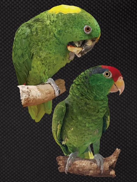 Parrots