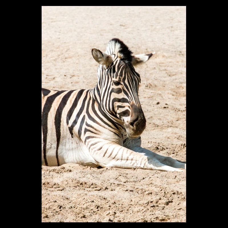 Zebra (in german Zebra or Zebras) Hippotigris