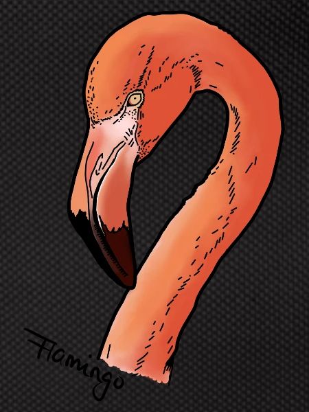 Flamingo - Head