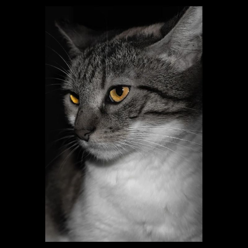 le chat au doux regard