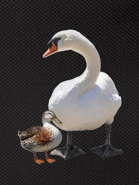 Swan