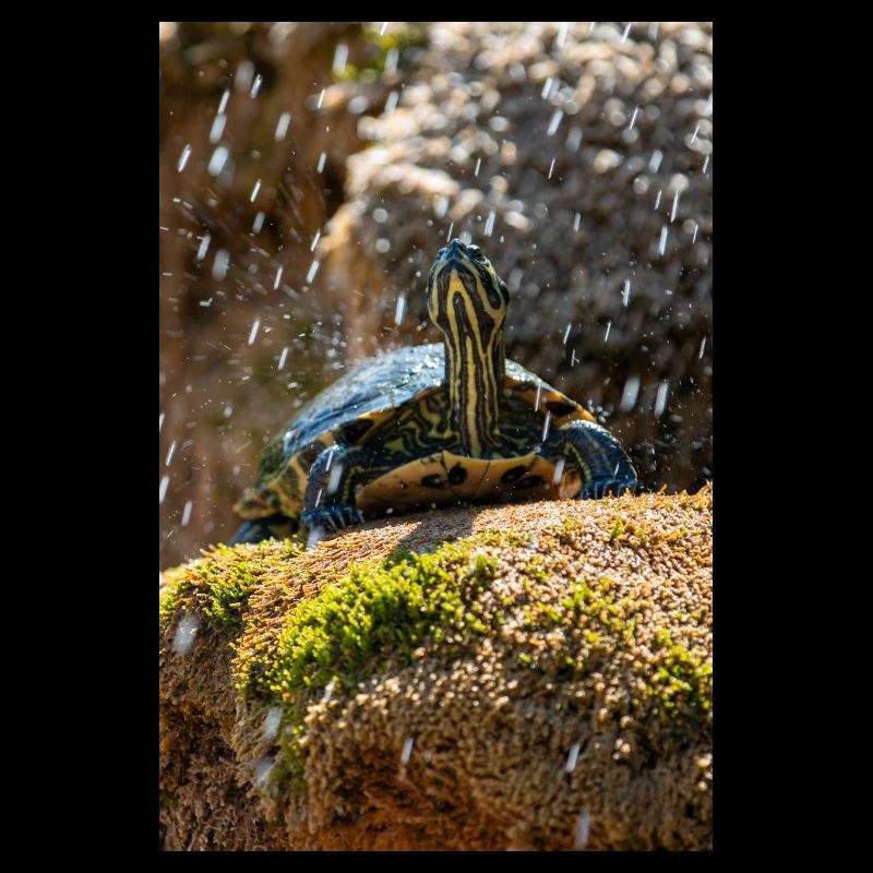 Yellow-bellied slider Trachemys scripta scripta