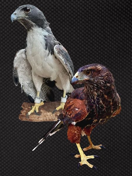 Hawks