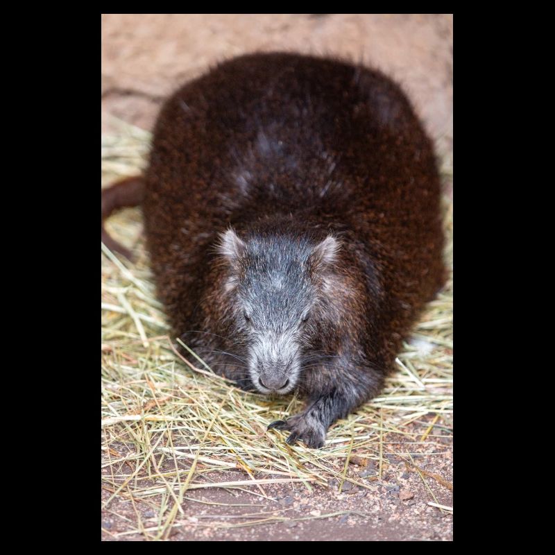 Cuban hutia also hutia-conga also Desmarest's huti