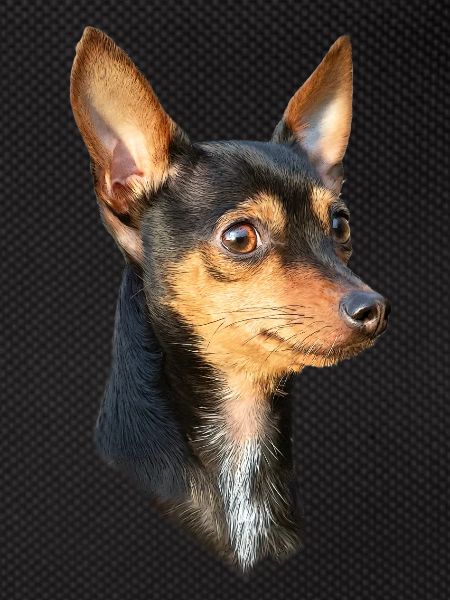 rat dog