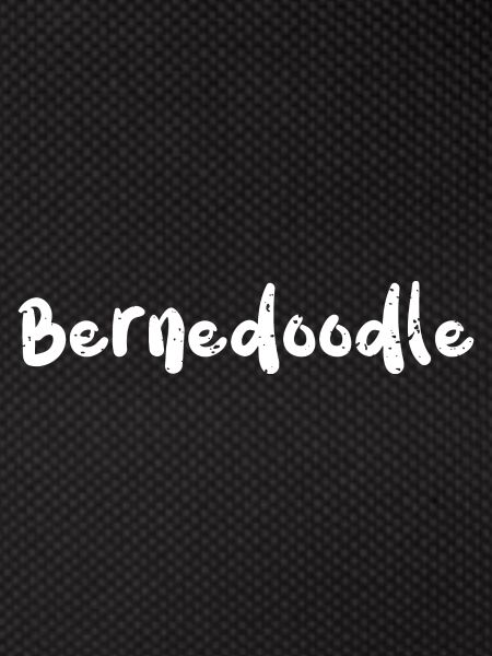 Bernedoodle - Chiens