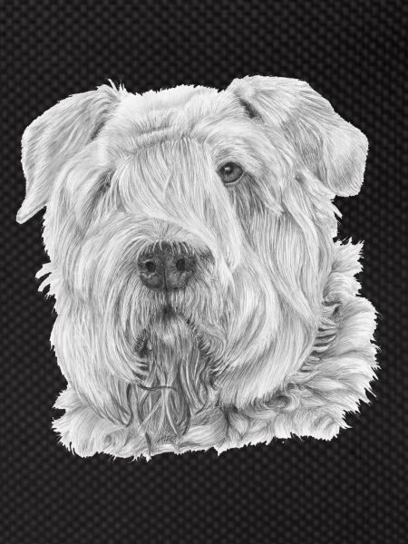 Bouvier Des Flandres