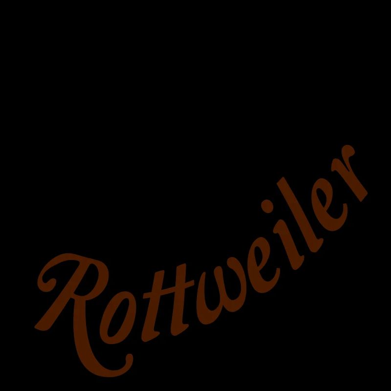 569 Rottweiler Rüde