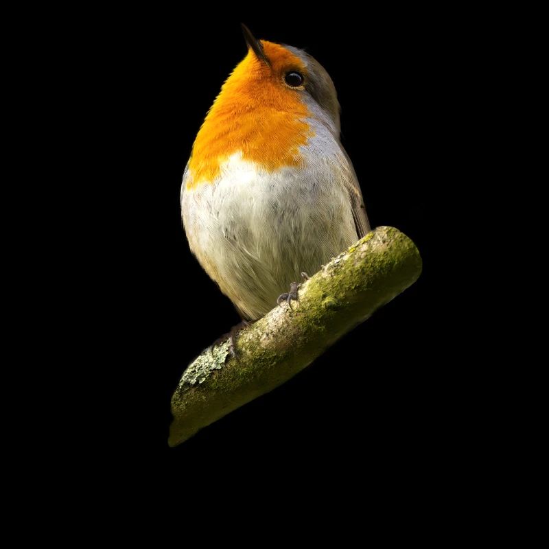 Rotkehlchen robin Erithacus rubecula