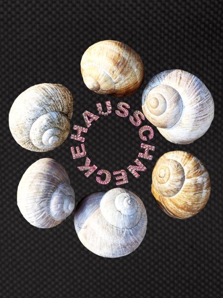House snail