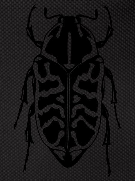 bark beetle
