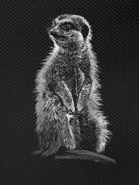 suricates