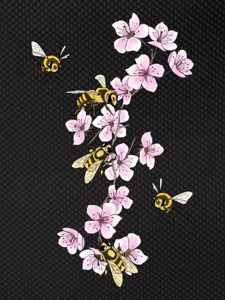 Bees on cherry blossoms