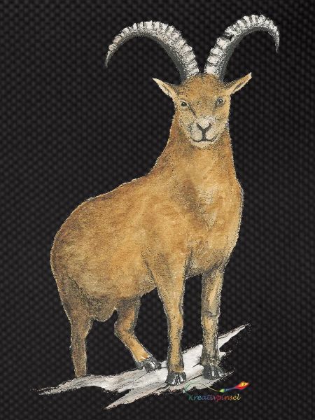 Capricorn