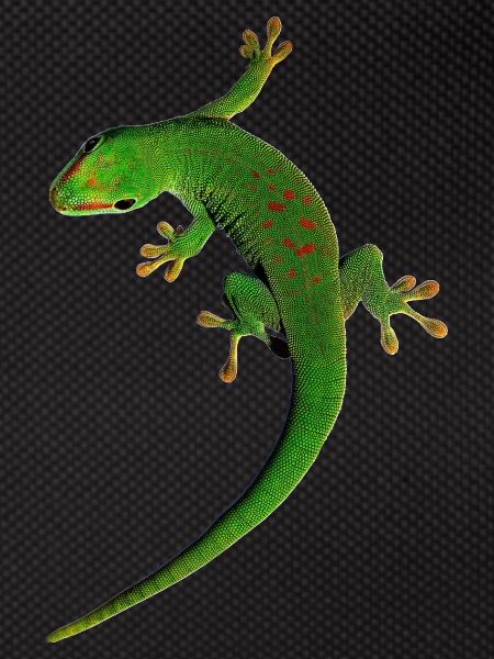 gecko