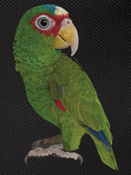 The white-fronted parrot