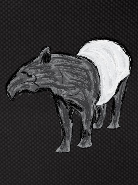 Schabrackentapir / Malayan Tapir I