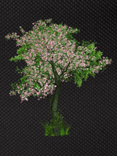 Tree in spring