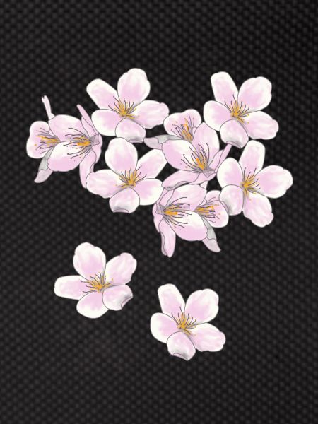 Cherry blossoms