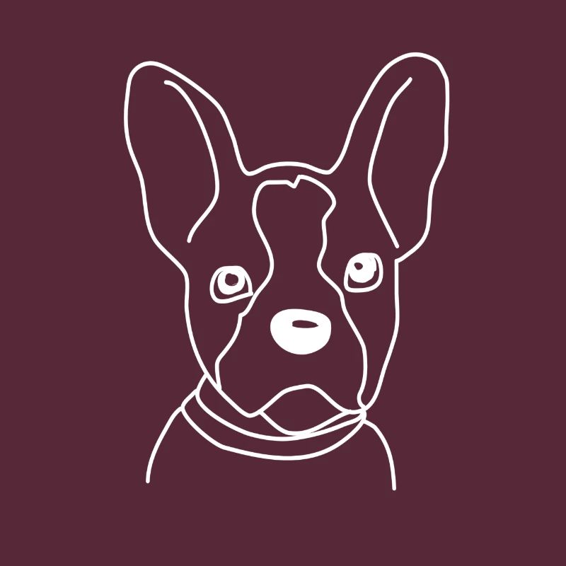 Boston terrier