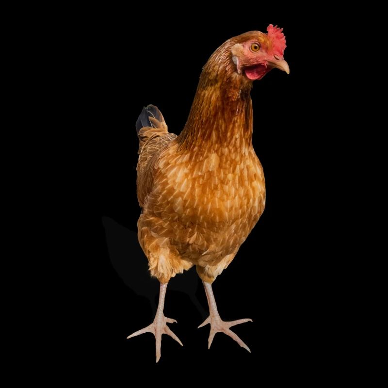 hen