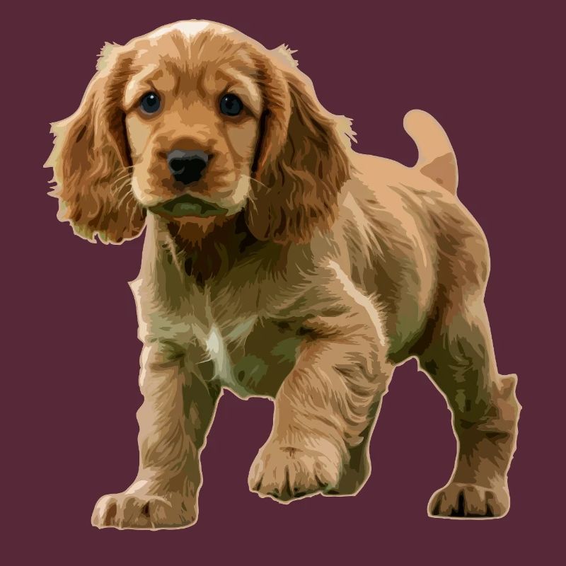 Cocker Spaniel puppy