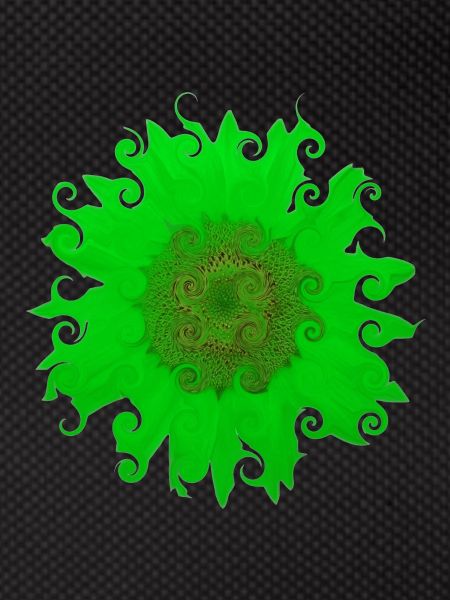 Sonnenblume