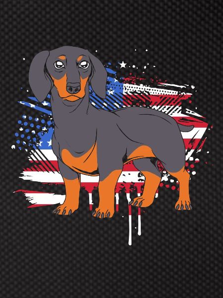 Dachshund