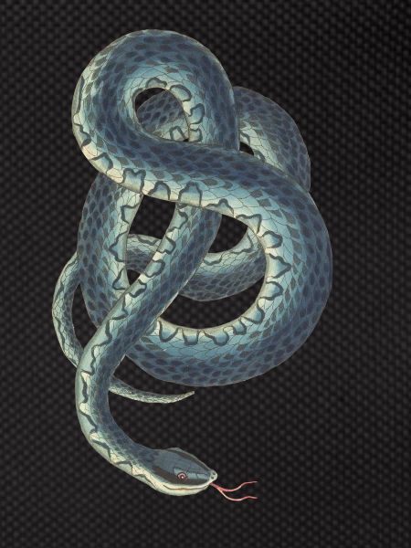 Snake