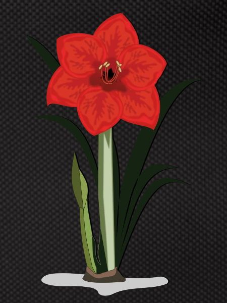 amaryllis