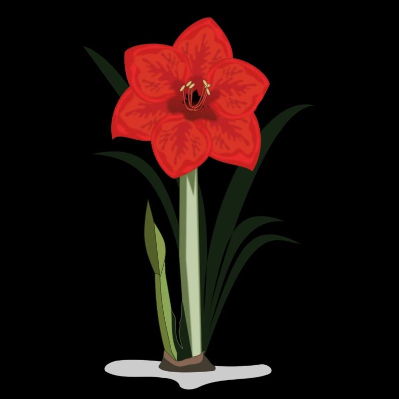 amaryllis