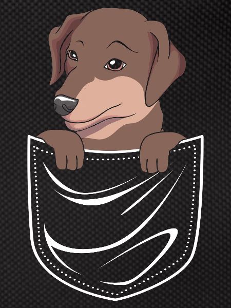 Rauhaardackel Dachshund