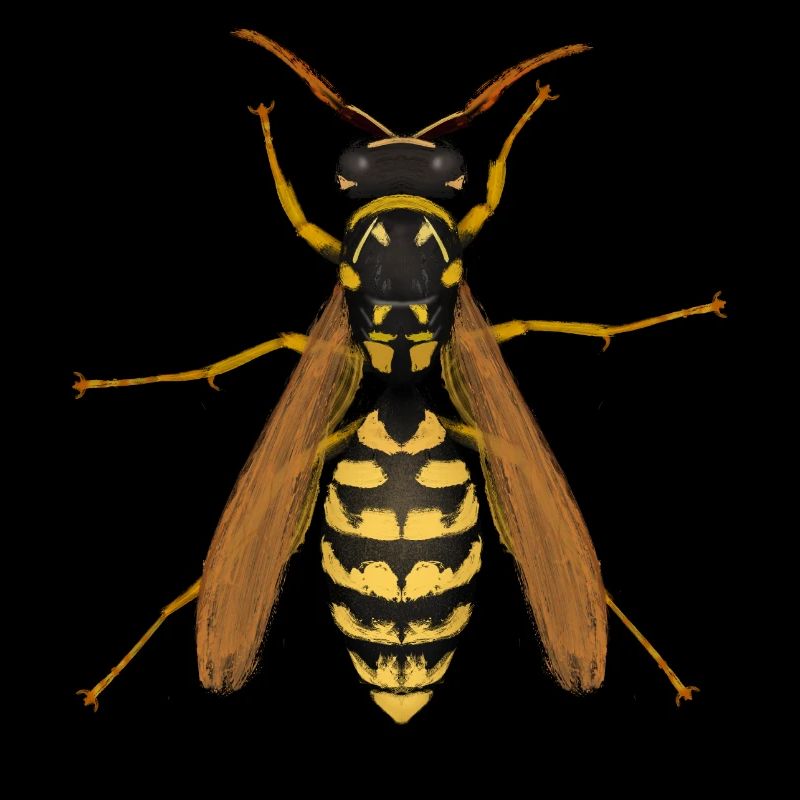 wasp