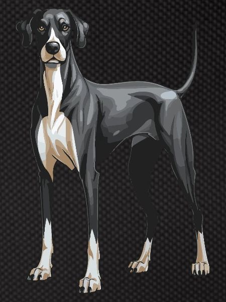 Great Dane Dog