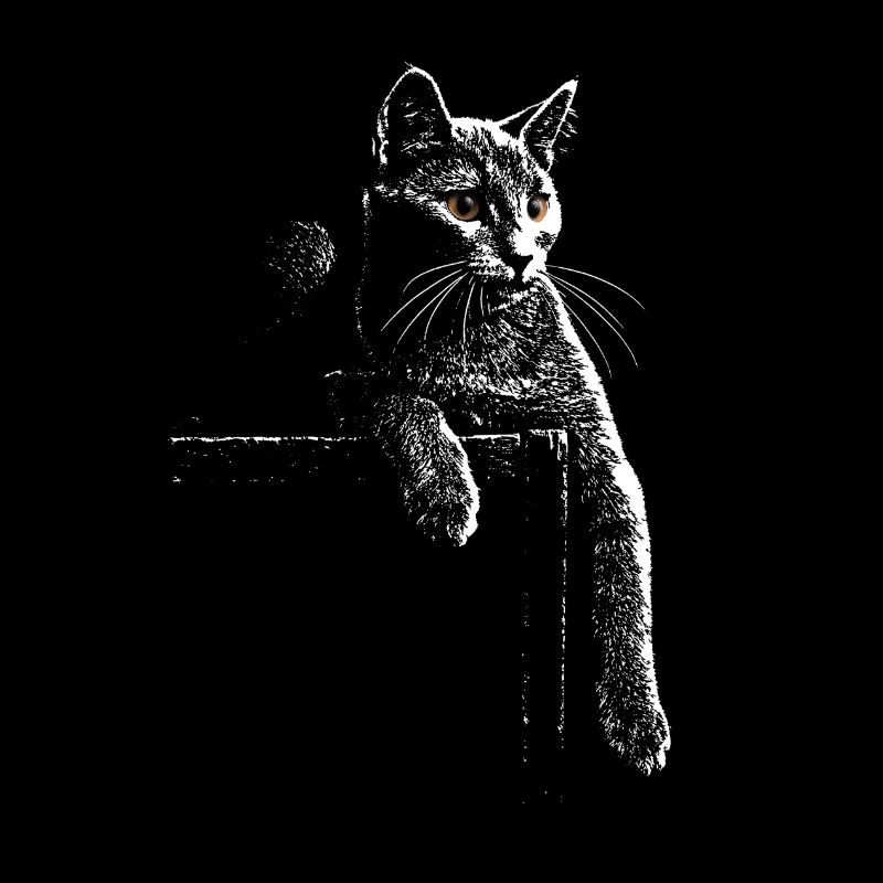 Karthäuserkatze bei Nacht