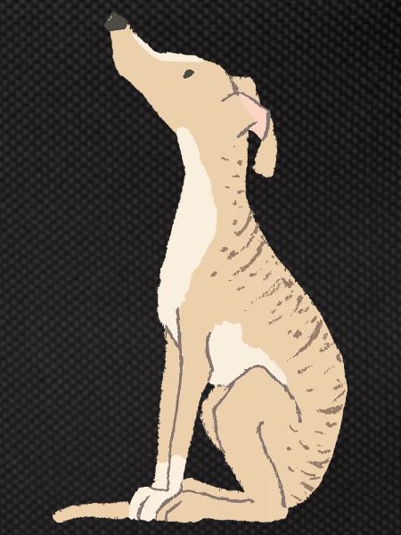 Brindle lévrier