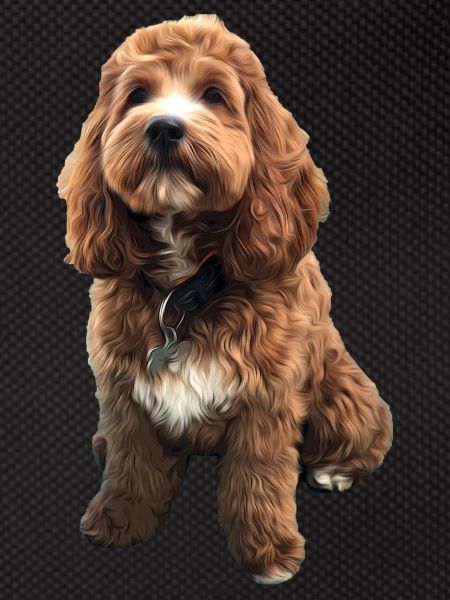 Chiot chien Cavapoo mignon