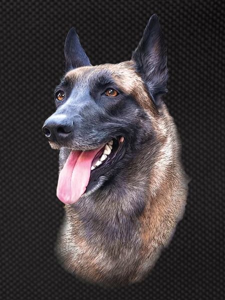 Malinois Dog Head