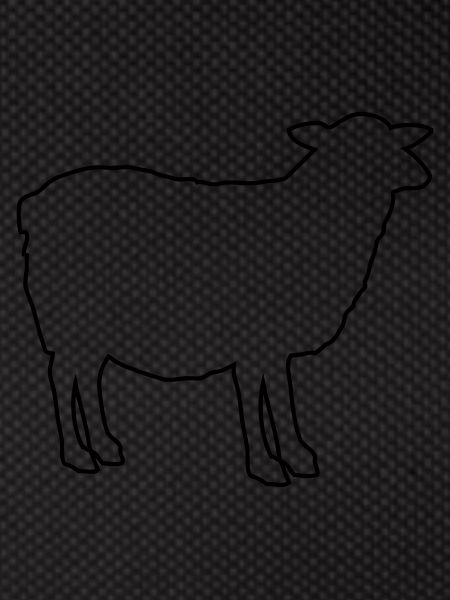 sheep