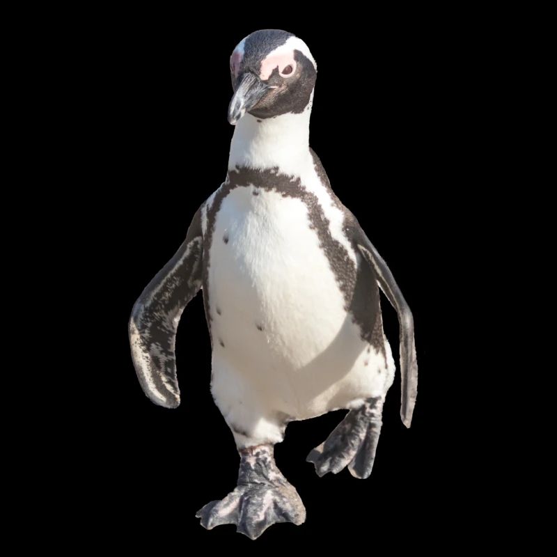 Penguin