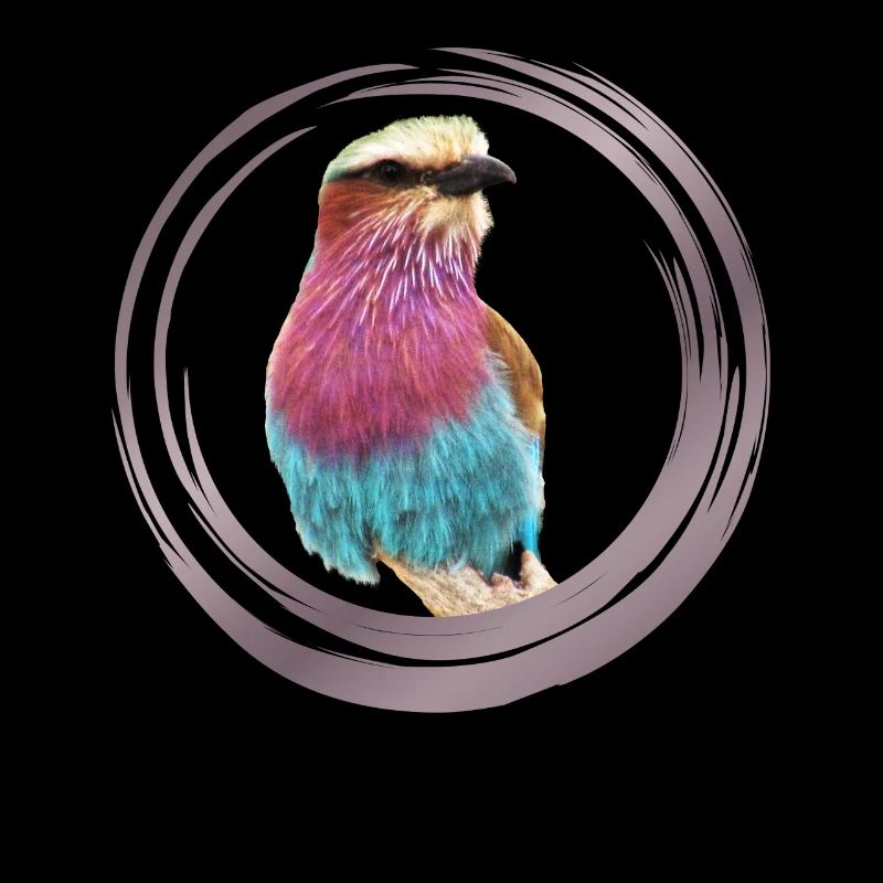 Forkrack - Oiseau Kenya / Afrique - Ornithologie