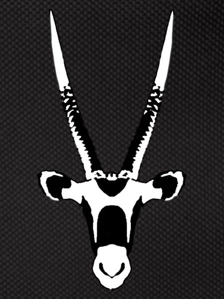 Oryx antelope