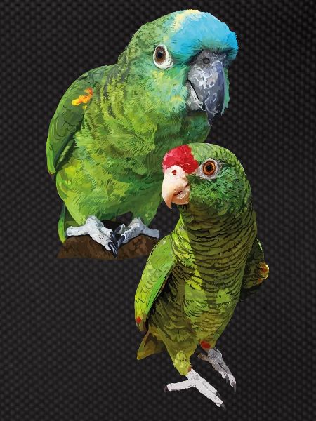 Amazon parrots