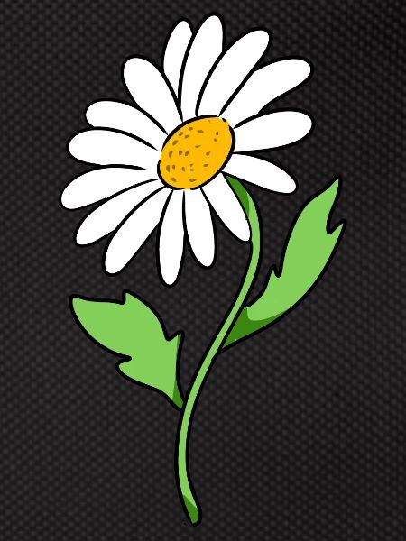 daisy