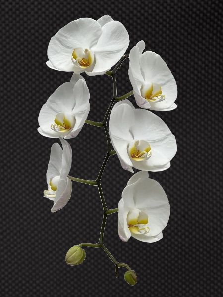 Orchidee