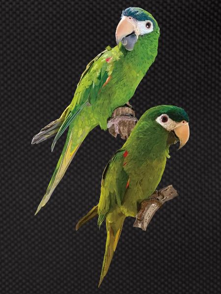 The Noble Macaw