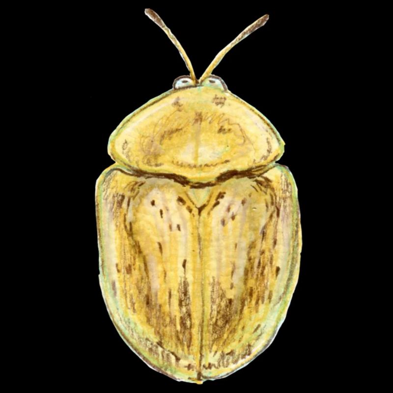 Nebeliger Schildkäfer