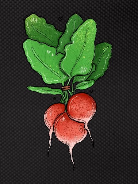 Radieschen Illustration