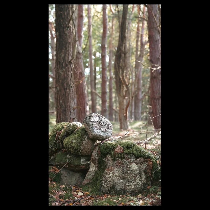forêt