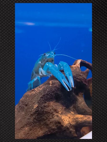 BlueCrap